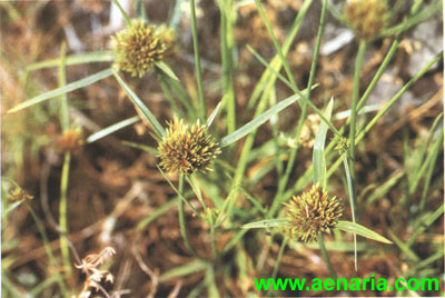 Cyperus Polystachyus