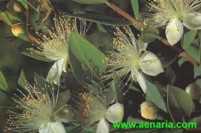 Myrtus_communis