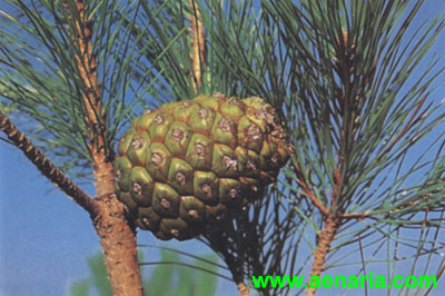 Pinus_pineacytius