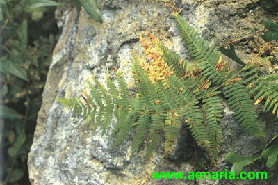 Ptedirium_aquilinum